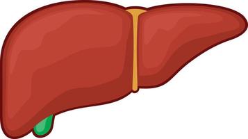 menselijk leverorgaan vector