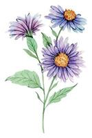 aster waterverf illustratie. aster bloem geïsoleerd Aan wit. september geboorte maand bloem. aster hand- geschilderd waterverf botanisch illustratie. vector