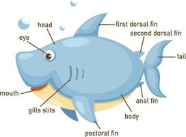 illustratie van haai woordenschat deel van het lichaam vector