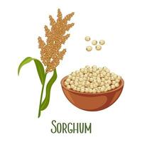 reeks van sorghum granen en aartjes. sorghum plant, sorghum granen in een bord. landbouw, ontwerp elementen, vector