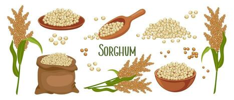 reeks van sorghum granen en aartjes. sorghum plant, sorghum granen in een bord, spatel en tas. landbouw, ontwerp elementen, vector