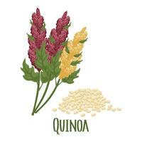 reeks van quinoa granen en aartjes. quinoa plant, quinoa granen verspreide. landbouw, voedsel, ontwerp elementen, vector