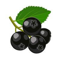 vector illustratie, aronia of appelbes, geïsoleerd Aan wit achtergrond.