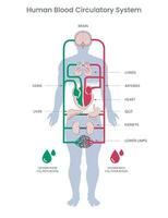menselijk bloedsomloop systeem en bloed circuleert door slagaders en aderen vector illustraion