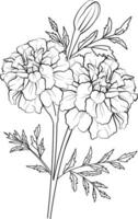 goudsbloem boeket tekeningen, vrij goudsbloem afdrukbare kleur Pagina's, goudsbloem tekening kleur, goudsbloem klein tatoeëren, geel bloem lijn kunst, goudsbloemen vector kunst, heilig goud geïsoleerd afbeeldingen klem kunst