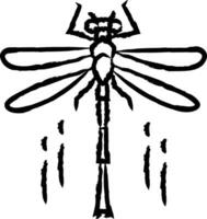 libellen hand- getrokken vector illustratie