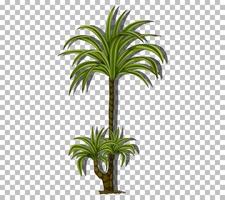 palmboom geïsoleerd vector