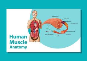 menselijke spieranatomie met lichaamsanatomie vector