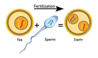 bevruchting werkwijze met stap voor stap sperma ei en zygoot renderen cel vector ontwerp,