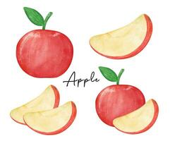 rood appel waterverf collectie. sappig plakjes en geheel vers fruit kunst illustratie vector