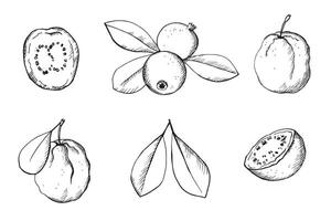 guava eetbaar tropisch fruit hand- getrokken vector illustratie met gravure Aan geïsoleerd achtergrond. reeks met geheel BES, plak en bladeren guaves fabriek voor logo, afdrukken, sjabloon, kaart, inpakken, ontwerp