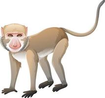 krab-etende makaak in cartoon-stijl op witte achtergrond vector