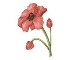 mooi tekenfilm bloeiend rood anemoon bloem. vector geïsoleerd natuurlijk fabriek Aan een stang, knop met bloemblaadjes.