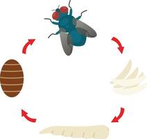 illustratie levenscyclus huisvlieg vector