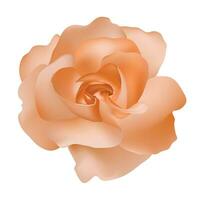vector mooi oranje roos geïsoleerd Aan wit achtergrond fotorealistisch helling maas