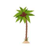 palm boom met groen bladeren en kokosnoten Aan een wit achtergrond. vector