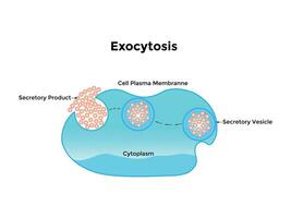 exocytose blaasje vervoer dat draagt heel groot moleculen aan de overkant de cel membraan. vector illustratie