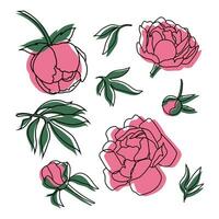 pioenen Paeonia bloesem bloeien vector grafisch schets bruiloft omhulsel papier patroon liefde roze rood groen bloemblad certificaat ontwerp uitnodiging natuur bloemen illustratie achtergrond top visie behang