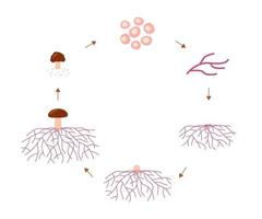 levenscyclusstadia van paddenstoelen, groeimycelium van sporen vector