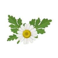 vector illustratie, tanacetum parthenium, bekend net zo moederkruid bloem, geïsoleerd Aan wit achtergrond.