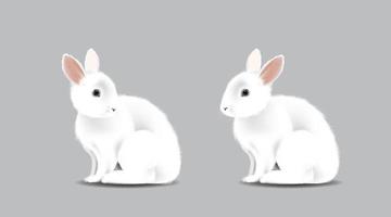 wit schattig konijn, konijntje zittend op geïsoleerde witte achtergrond vector