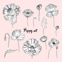 reeks van divers papaver. contour bloem verzameling. zwart en wit hand- getrokken illustratie. vector