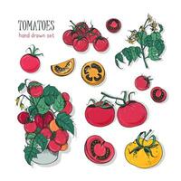 tomaat variëteiten, hand- getrokken set. tak, bloemen, struik, een deel in een snee. kleurrijk vector illustratie met kers tomaten, rood, oranje, geel kleuren.