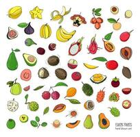 exotisch tropisch fruit hand- getrokken set. verzameling van geheel fruit en uitsnede. avocado, ackee, banaan, guave, kornoelje, doerian, vijgen, carambola, kiwano, kokosnoot, lychee, lang, mango, mangosteen. vector