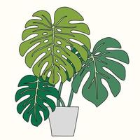 eenvoud monstera plant uit de vrije hand omtrek tekenen plat ontwerp. vector