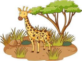 giraf in savannebos op witte achtergrond vector