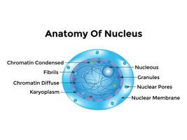 atoom wetenschappelijk poster met atomair structuur kern van protonen en neutronen, orbital elektronen. vector illustratie. symbool van nucleair energie, wetenschappelijk Onderzoek, en moleculair chemie.