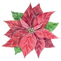 waterverf Kerstmis ster bloem, rood kerstster bloemen, hand- getrokken illustratie vector perfect voor uitnodiging en groet kaarten.