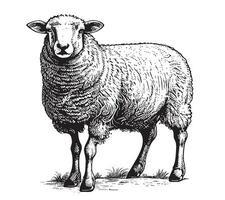schapen fokken schetsen hand- getrokken in tekening stijl vector illustratie tekenfilm