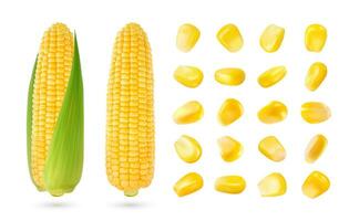 realistisch maïs maïskolf en graan zaden geïsoleerd 3d reeks vector
