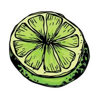 vector limoen clip art. hand- getrokken citrus icoon. fruit illustratie. voor afdrukken, web, ontwerp, decor