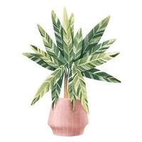 srtomantha. kamerplant in pot. huis bloem. geïsoleerd illustratie met binnen- fabriek. knus huis vector