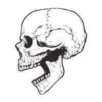Anatomische schedel Vector