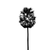 palm boom silhouet vector illustratie, silhouet van palm boom Aan wit achtergrond vector kunst, zwart kleur ,