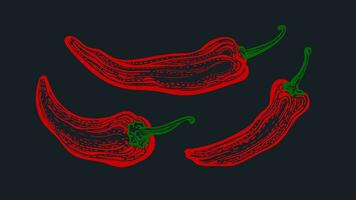 rood peper chili. vector set. biologisch paprika