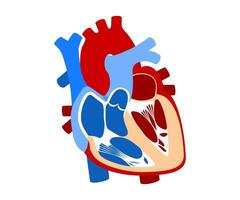 functie en definitie menselijk hart vector