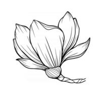 magnolia bloem overzicht magnolia lijntekeningen lijntekening vector