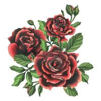 rood Zwart roos bloemen met groen bladeren en knoppen, chique, helder, mooi. hand- getrokken waterverf illustratie. geïsoleerd samenstelling Aan een wit achtergrond, voor decoratie en ontwerp vector
