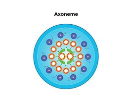 axoneem is de een deel van flagella en trilharen dat leugens buiten de cel en is verankerd binnen de cel via een basaal lichaam. vector