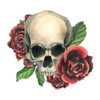 menselijk schedels met rood rozen en bladeren. hand- getrokken waterverf illustratie. geïsoleerd samenstelling Aan een wit achtergrond vector