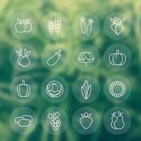 oogst, groenten, landbouw lijn iconen set vector
