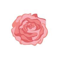 schattig roos natuurlijk geïsoleerd pictogram vector