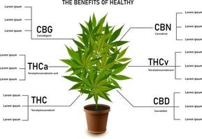 de voordelen van gezonde marihuanabladeren cannabinoïde 101 infographic vector