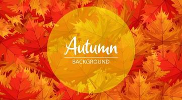 herfst achtergrondontwerp met esdoorn bladeren op de grond illustratie vector
