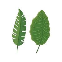 bladeren natuur tropische geïsoleerde icon vector