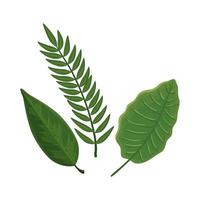 bladeren natuur tropische geïsoleerde icon vector